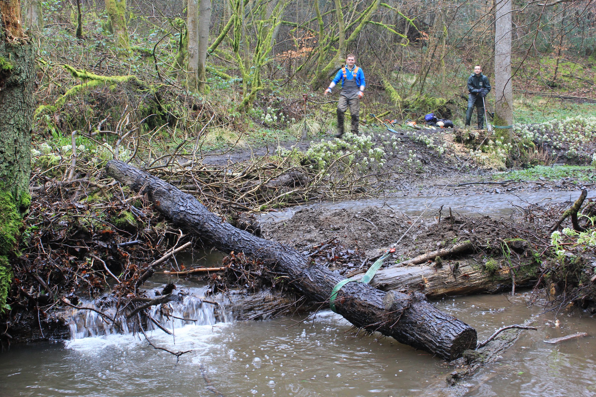 Tirforing a tree into position at Cotton Dell